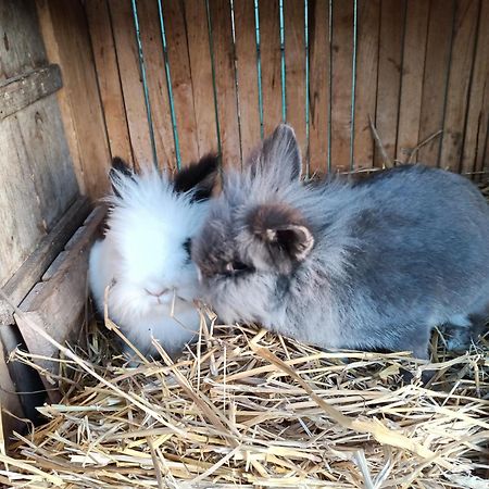 Letnia Oaza "Akacja" Appartement Sobienie Jeziory Buitenkant foto